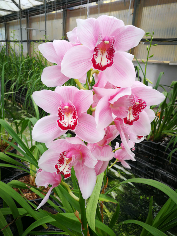 Orchids