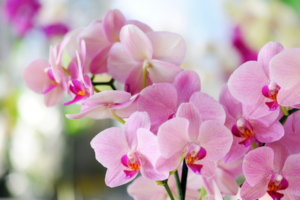 Orchid Extract Skincare