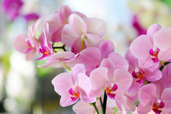 Orchid Extract Skincare